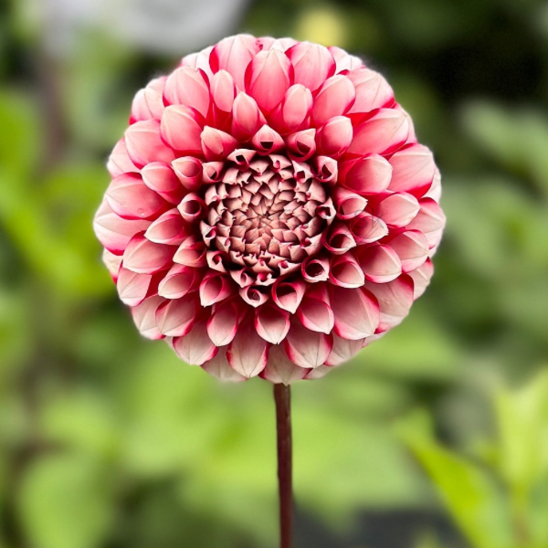 Rejman’s Polish Kid