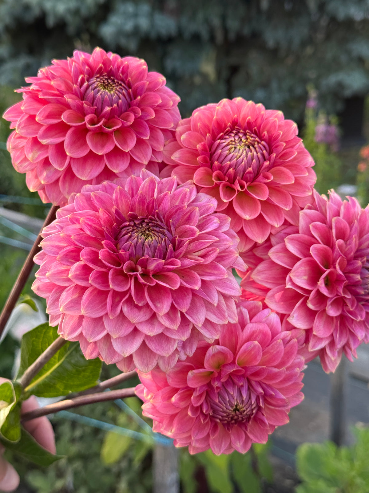 Dahlia Joy