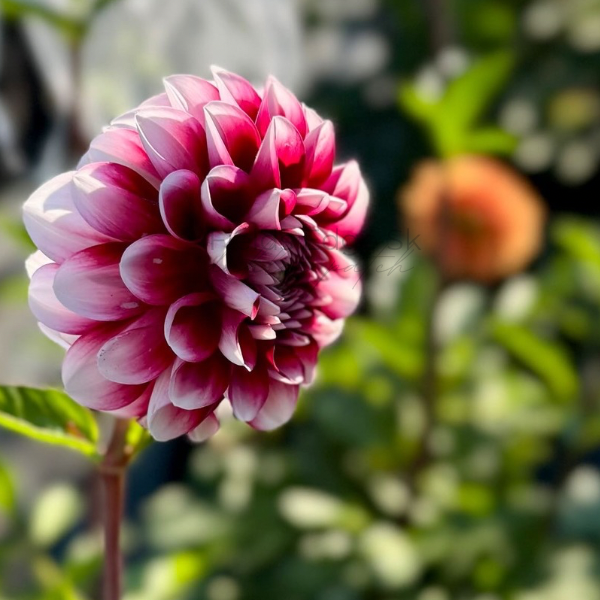 Letterkenny Dreamwalker - 1 Cutting