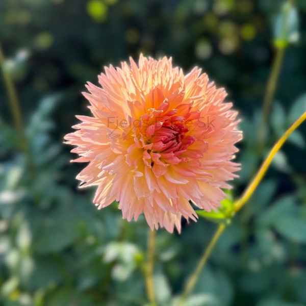 Lakeview Peach Fuzz - 1 Cutting