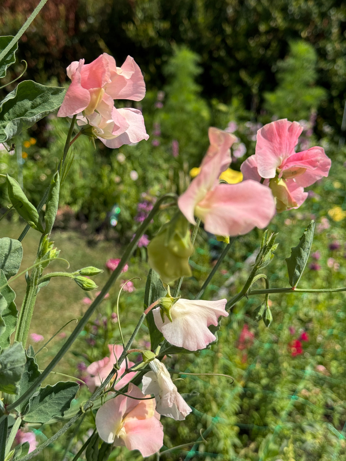 Sweet Pea - Alan Titchmarsh