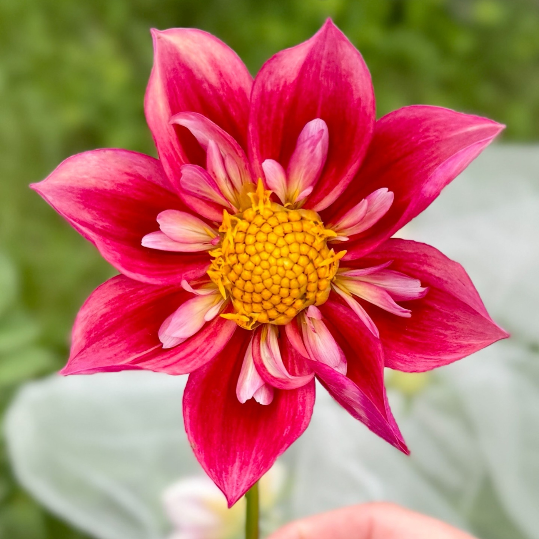 1st Year Seedlings - 2025