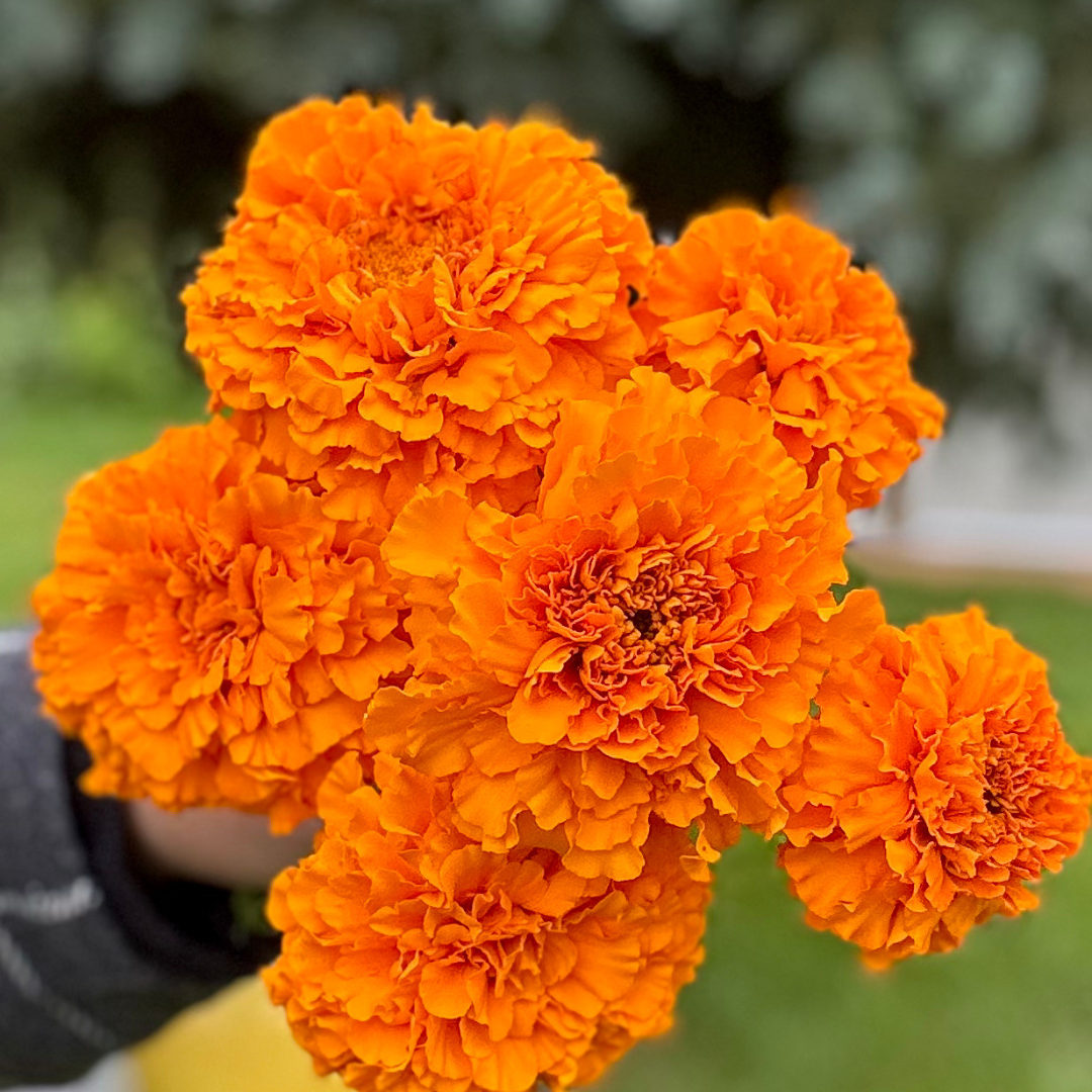 Marigold - Coco Gold