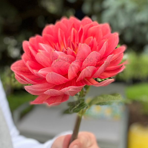 Hollyhill Daydream - 1 Cutting