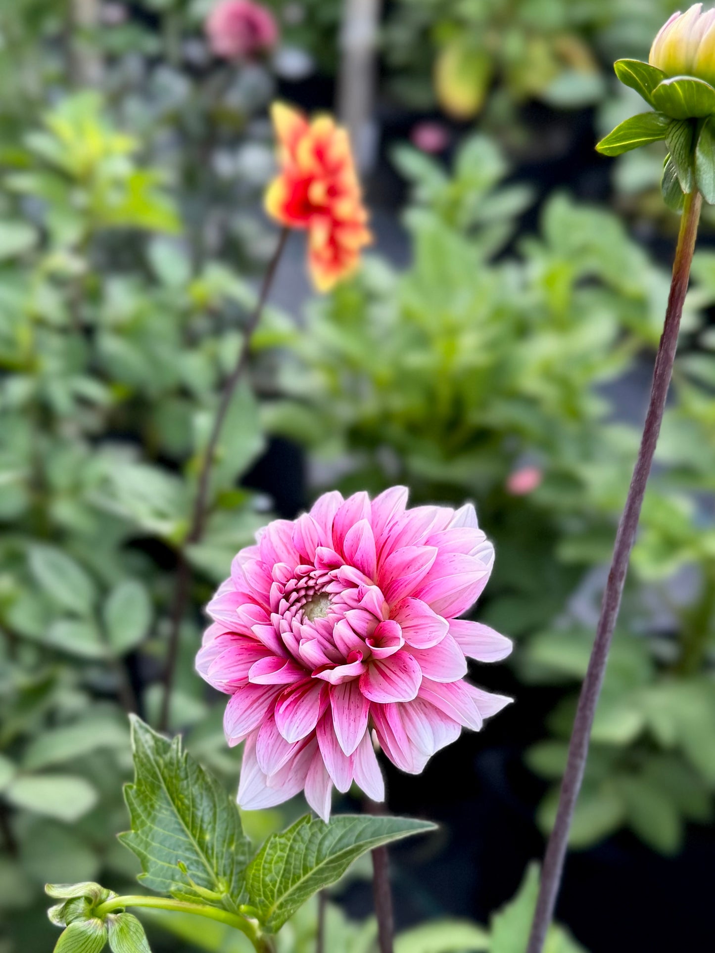 Strawberry Cream - 1 Cutting