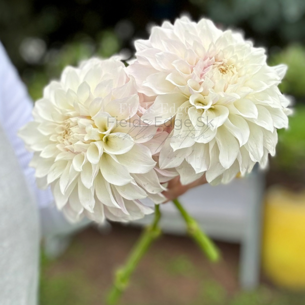 Bella Luna - 1 Cutting