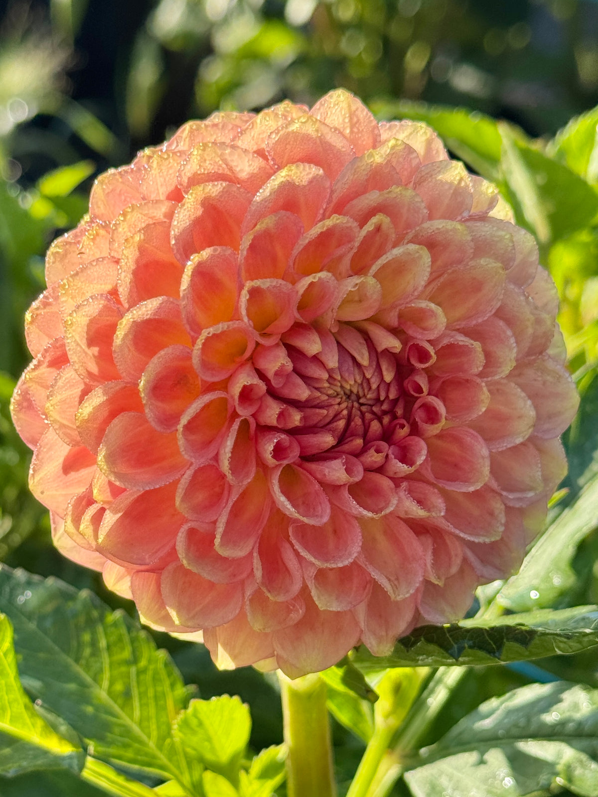 20th Ave Softer Peach