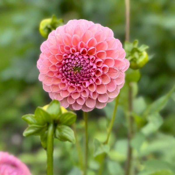 Hamari Rose - 1 Cutting