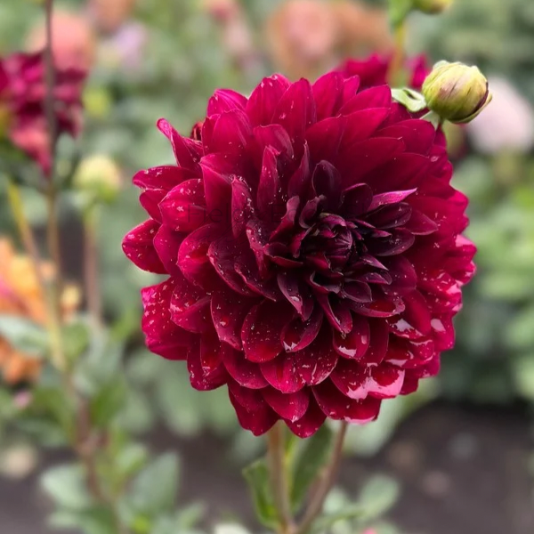 Hollyhill Black Widow