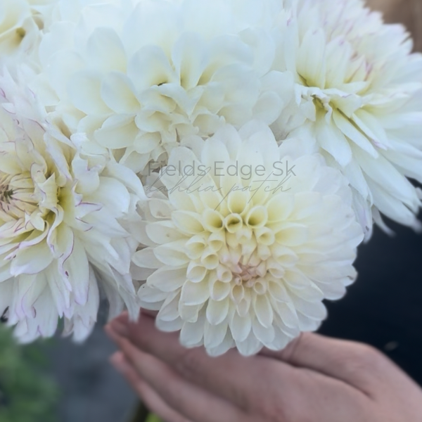 Ferncliff Crevasse - 1 Cutting