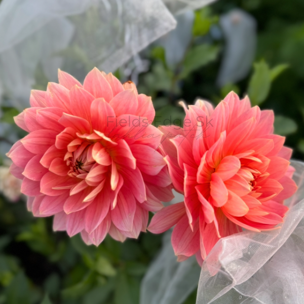 Carolina Wagemans - 1 Cutting