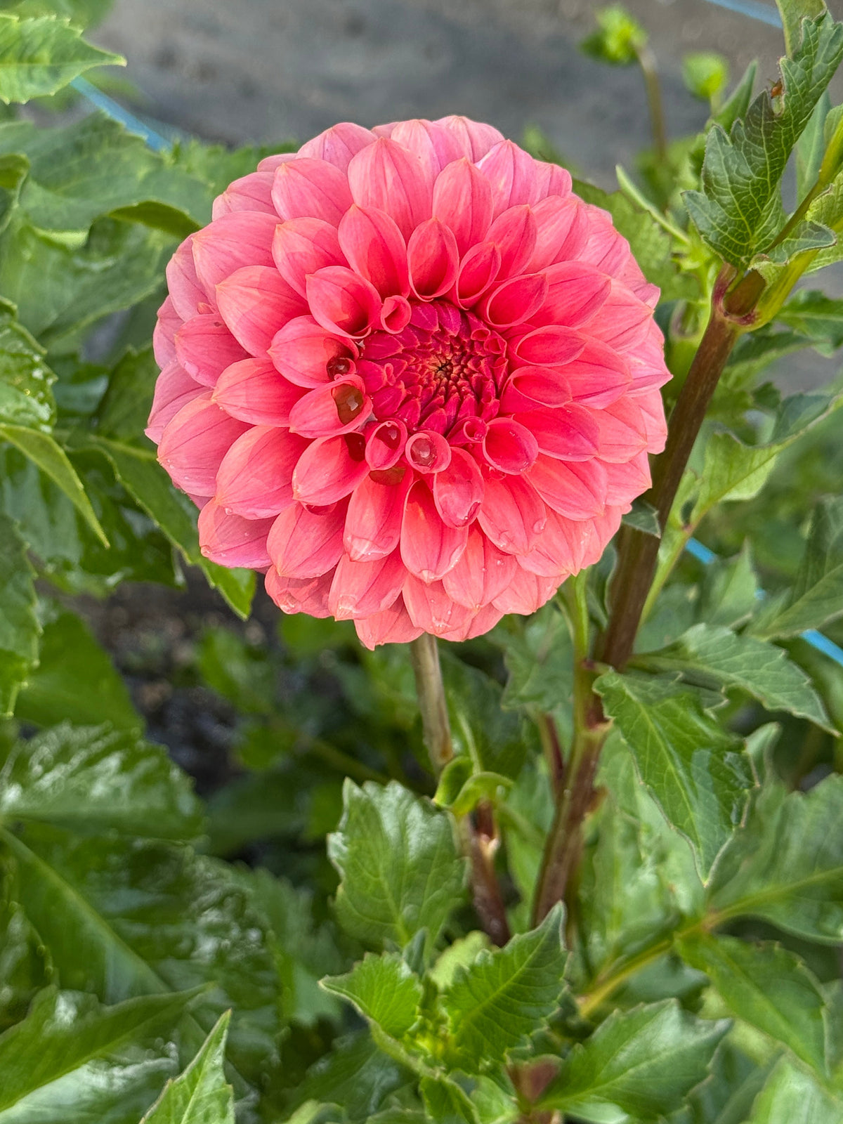 SC Keltie Rose