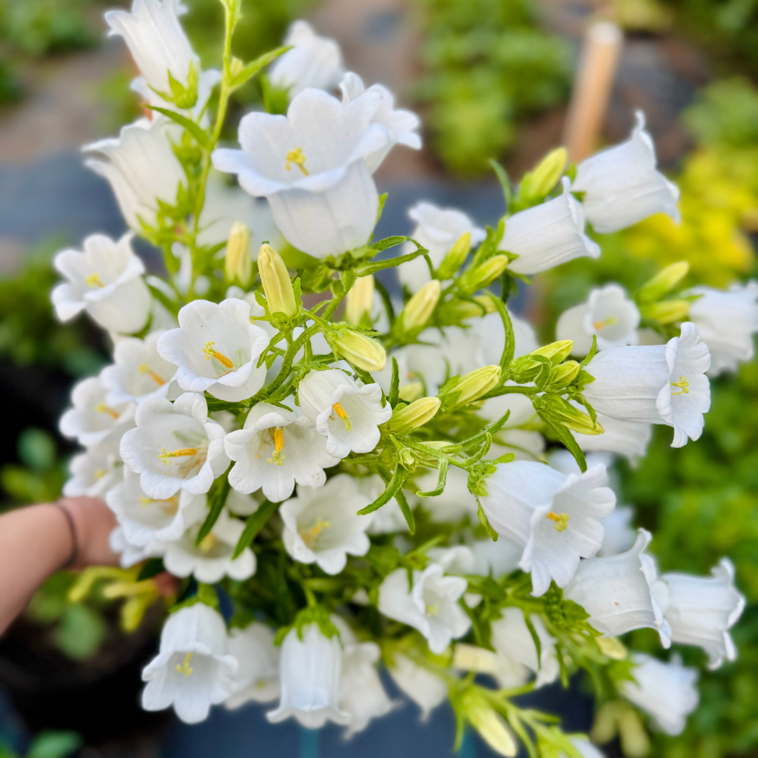 Campanula - White