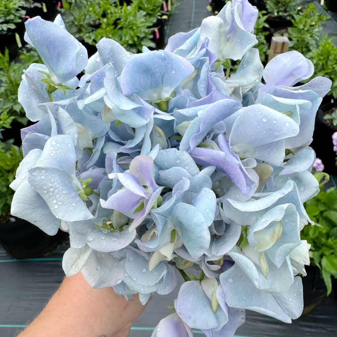 Sweet Pea - Lunar Blue