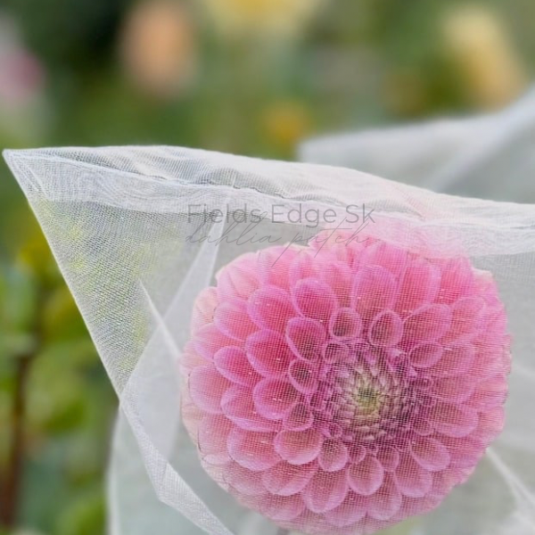 Bracken Rose - 1 Cutting