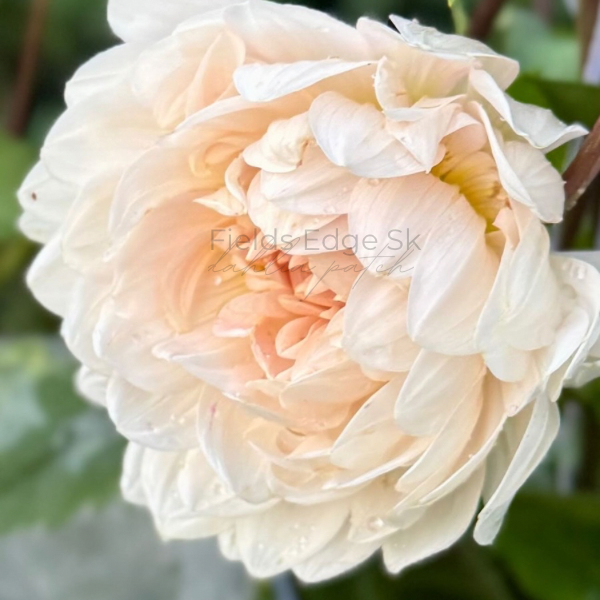 Kelgai Ann - 1 Cutting