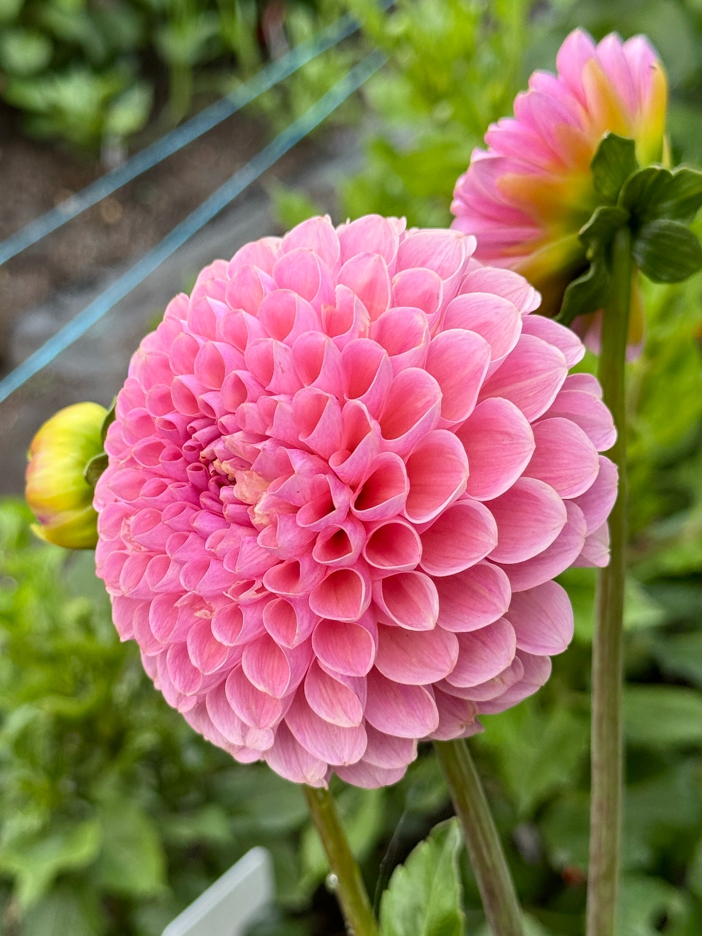 Hamari Rose