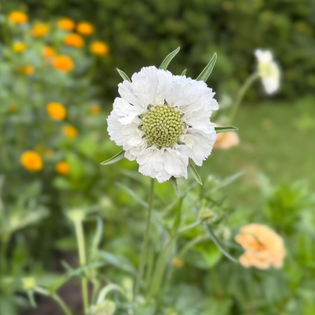 Scabiosa - Fama White
