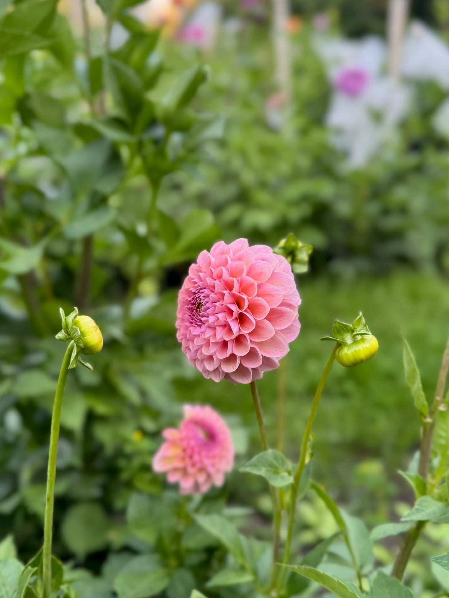 Hamari Rose