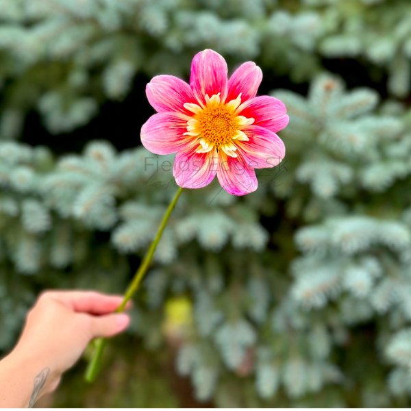 Ferncliff Dolly - 1 Cutting