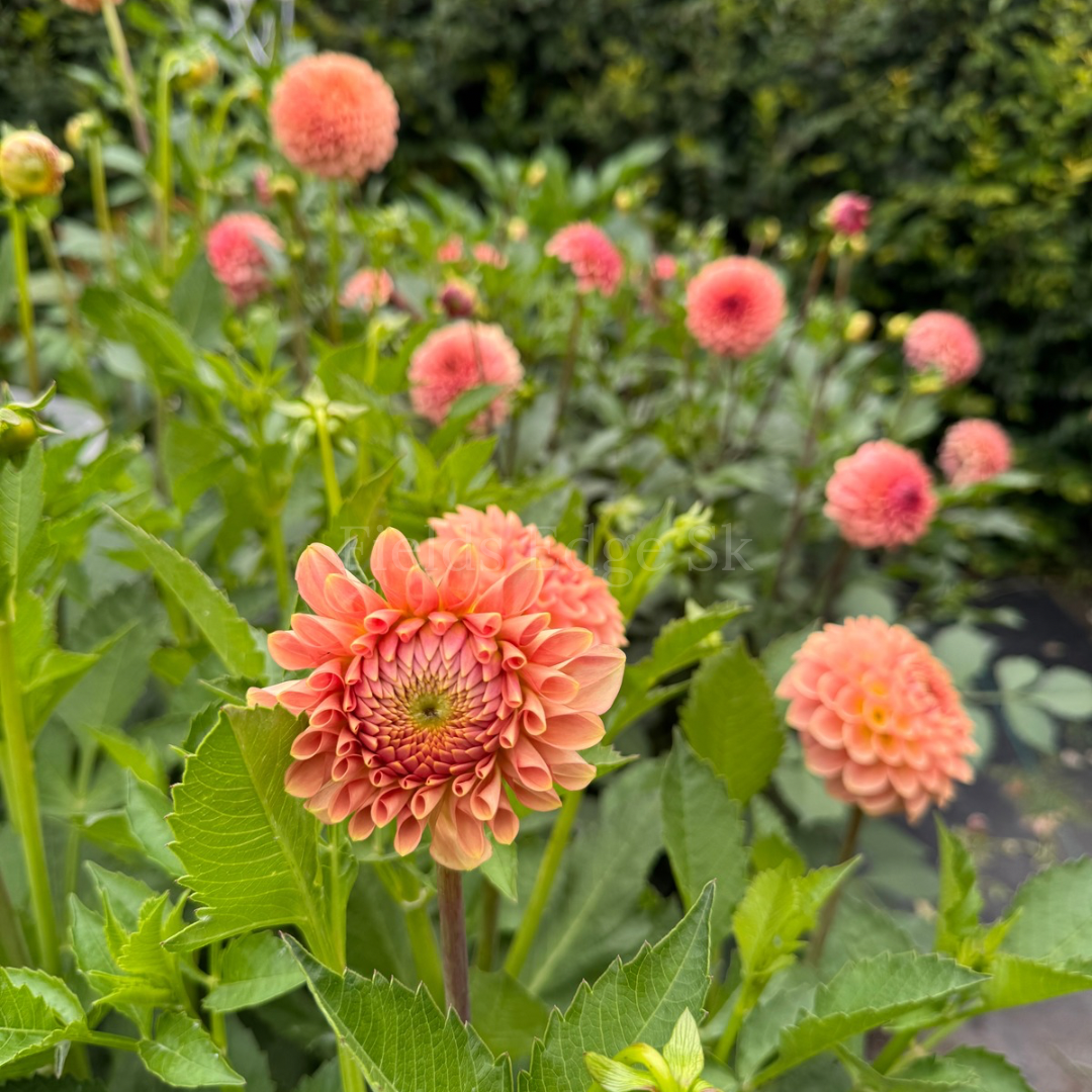 20th Ave Softer Peach