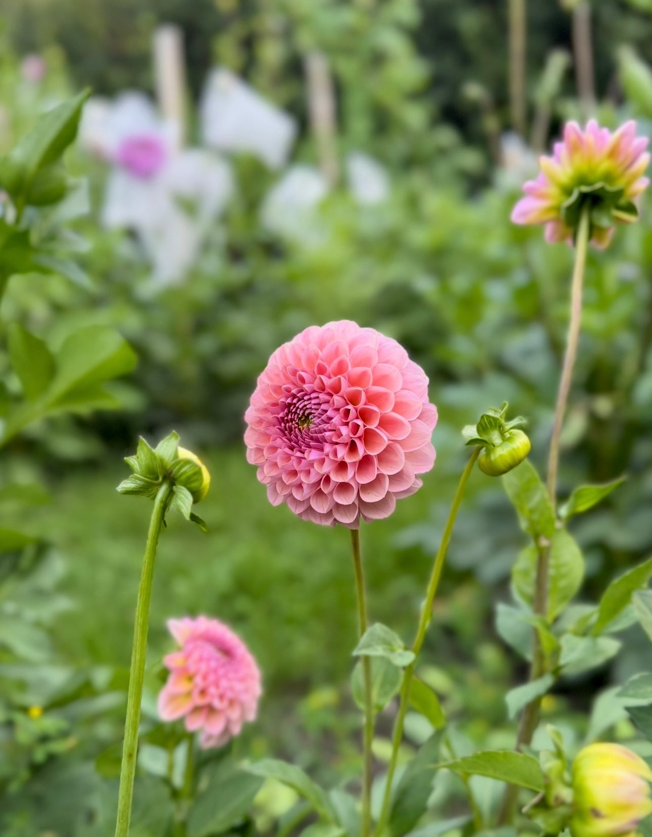 Hamari Rose - 1 Cutting