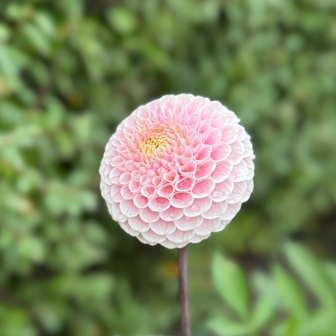 20th Ave Delicada - 1 Cutting