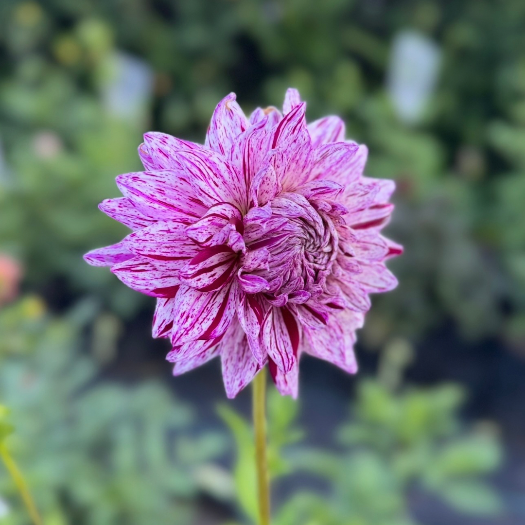 Mystery Dahlia #4