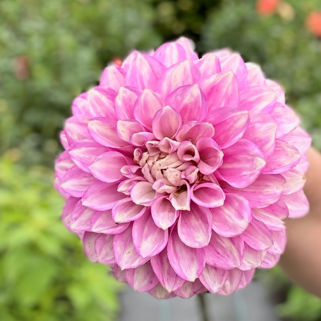 WB’s Lavender Ice - Potted Tuber