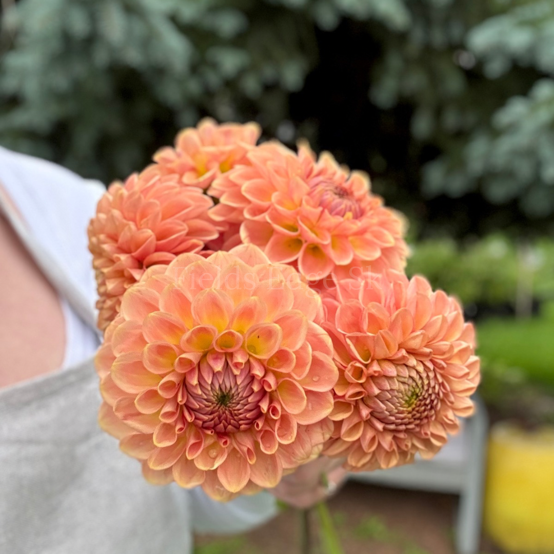 Pack a dahlia tuber order with me!