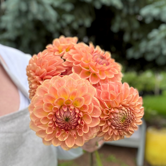 Pack a dahlia tuber order with me!