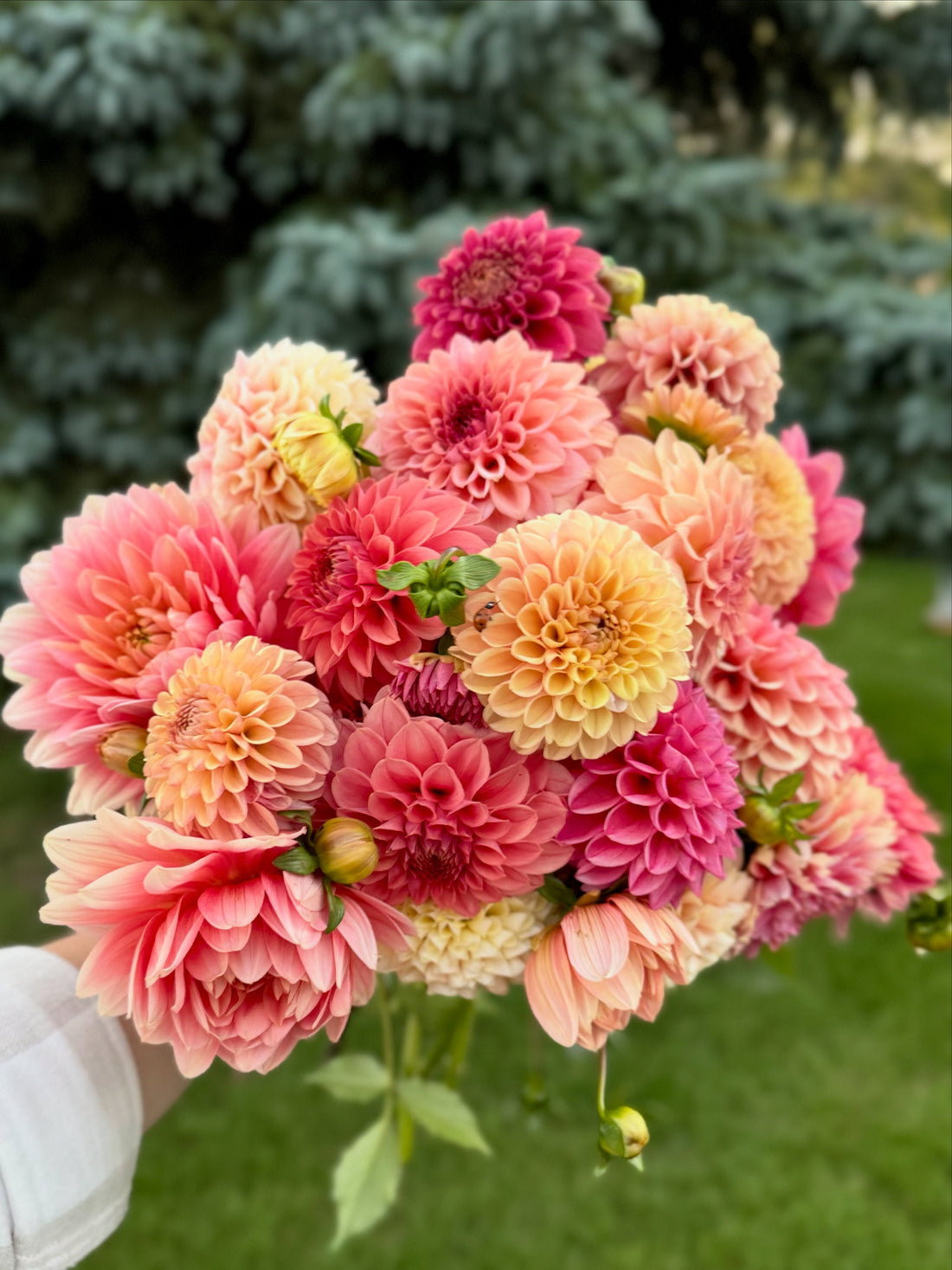 What to expect - dahlia cuttings!