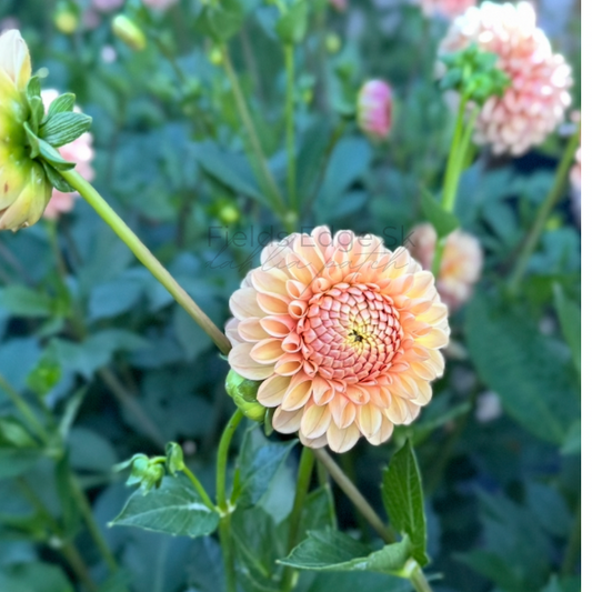 Van Isle Erika - 1 Cutting