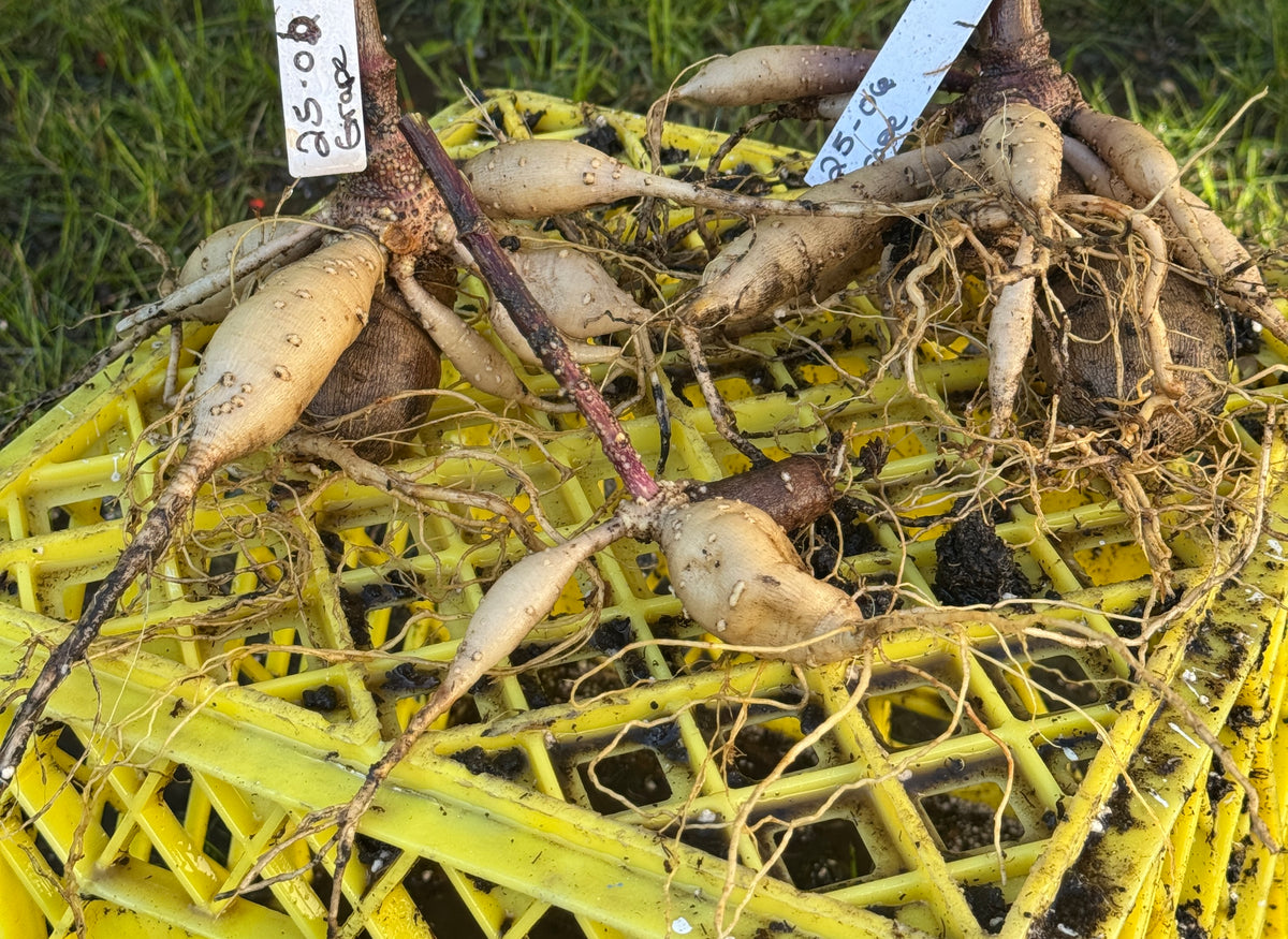 Seedling 2506