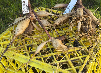 Seedling 2506