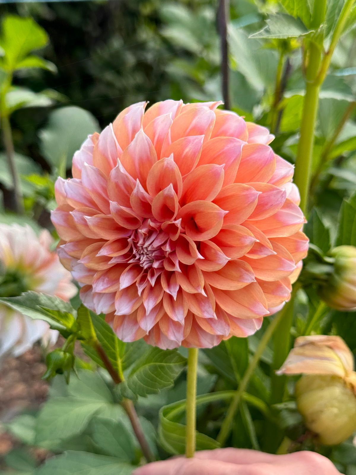 Bell’s Otago