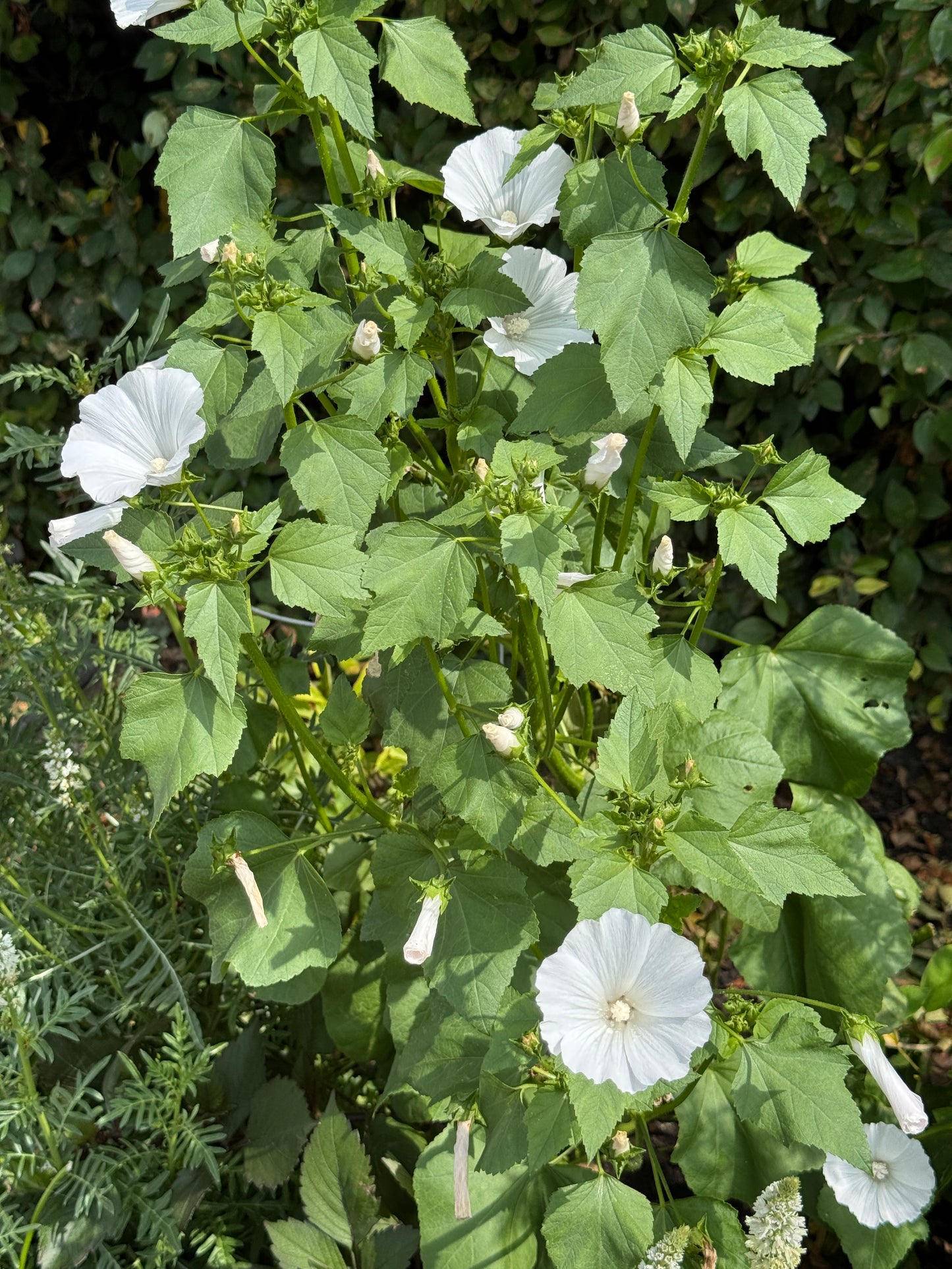 Lavatera- White