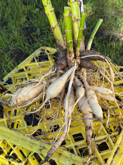 Seedling 2602