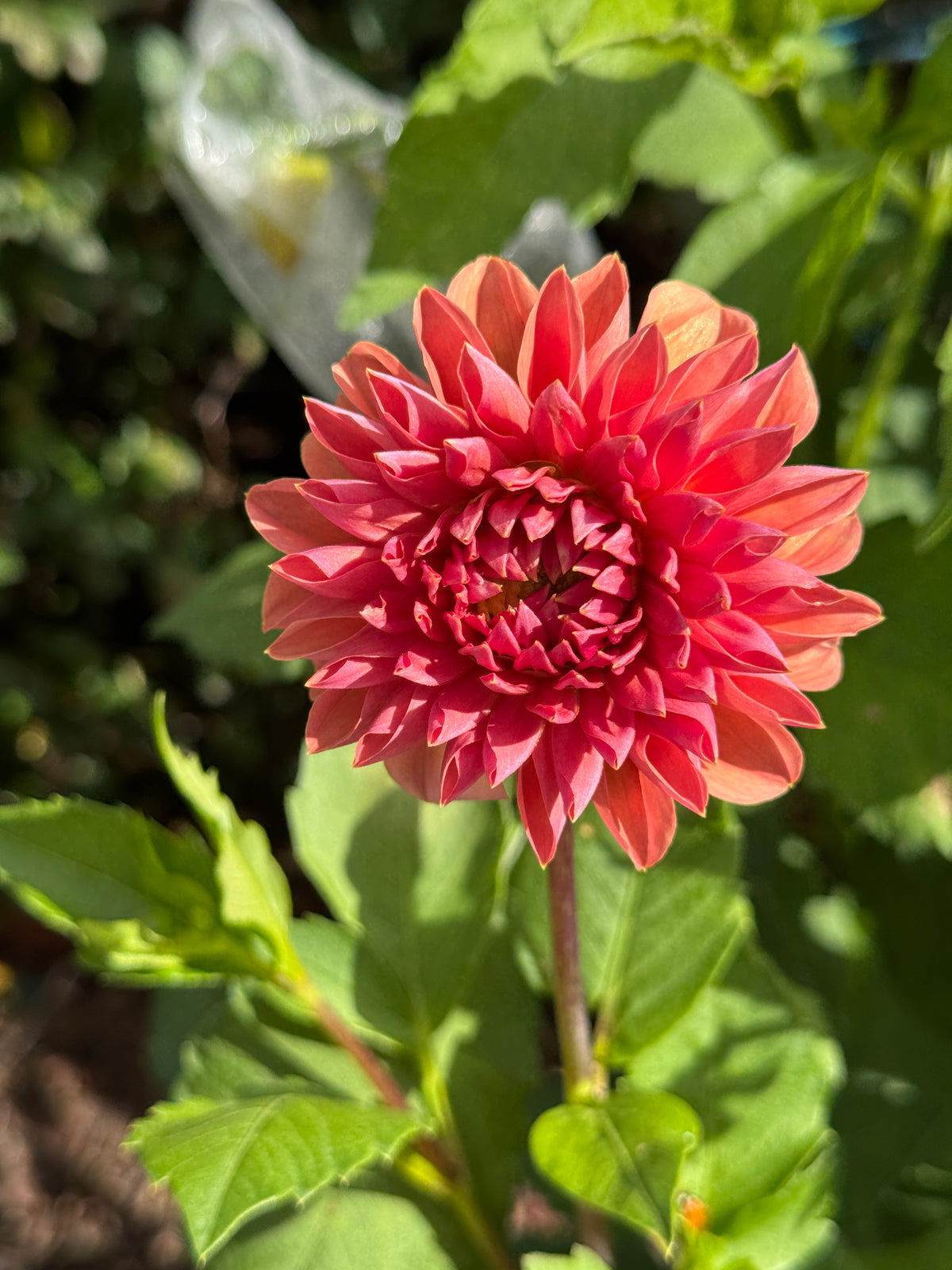 Seedling 2622
