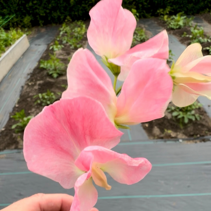 Sweet Pea - Alan Titchmarsh