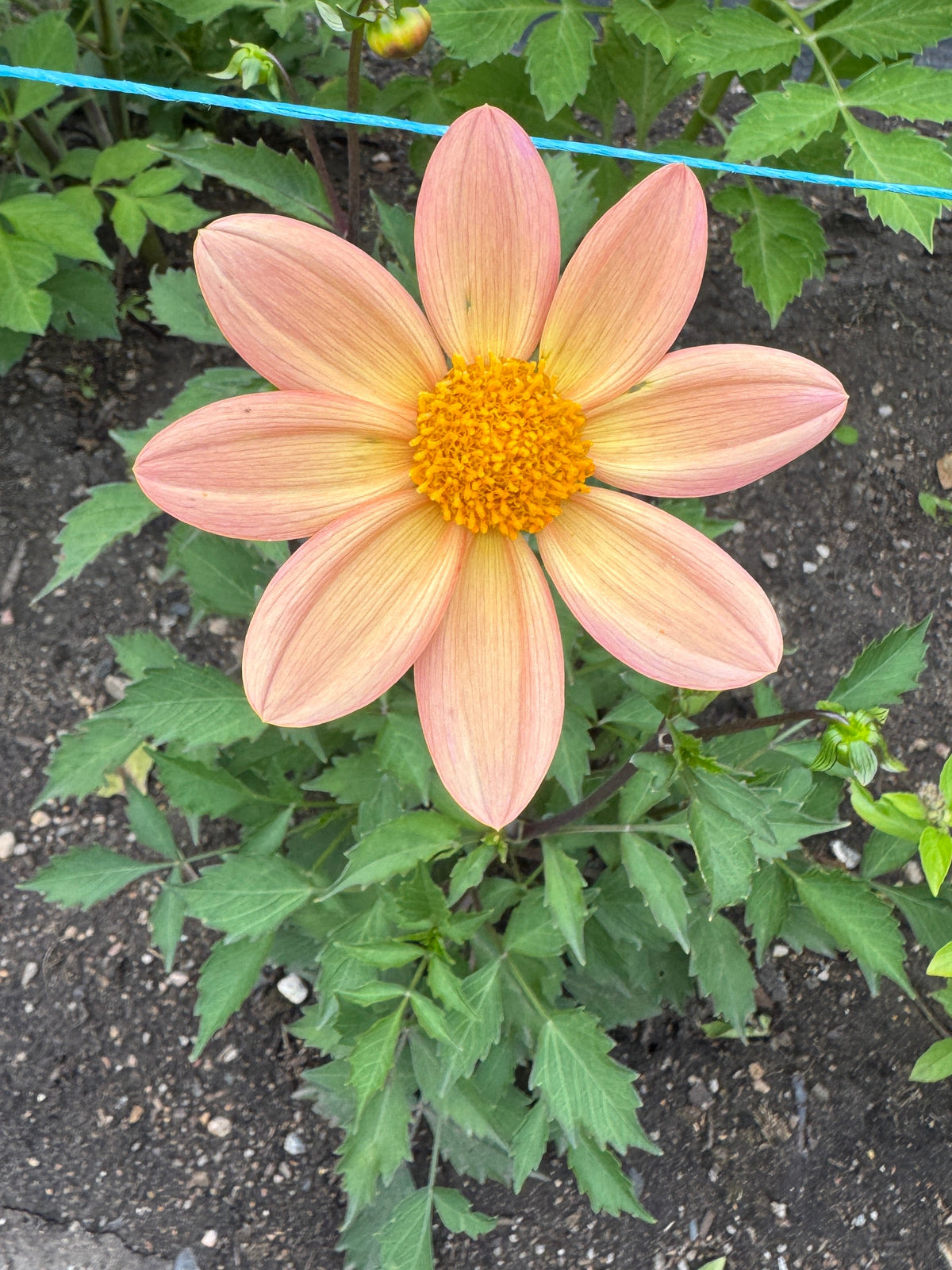 Seedling 2601