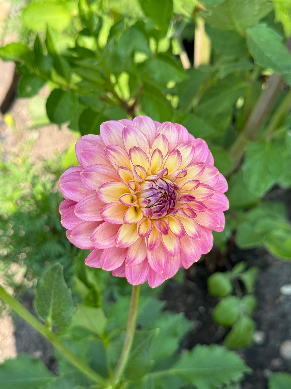 Seedling 2507
