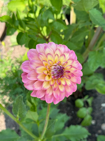 Seedling 2507