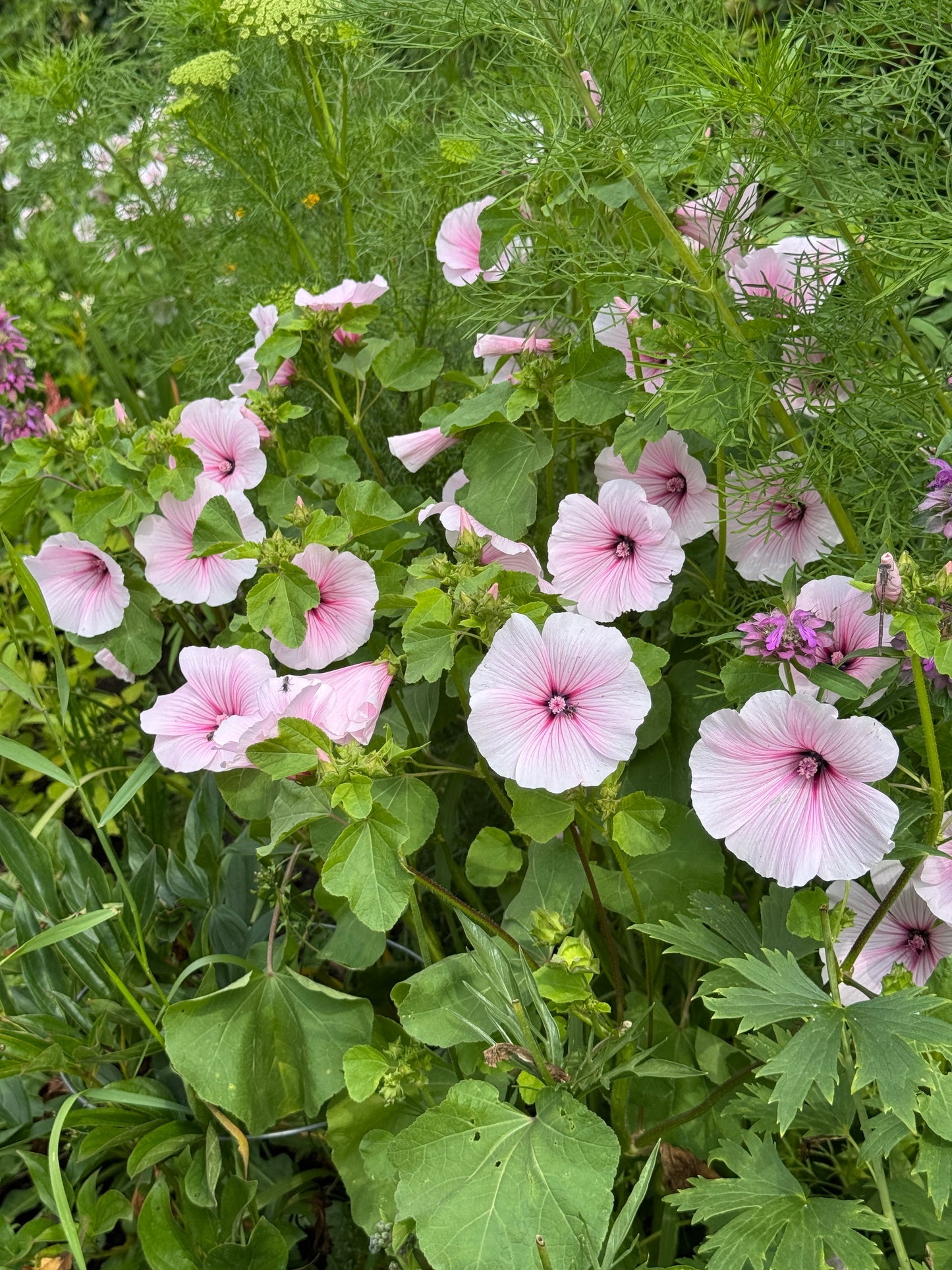 Lavatera- Blush