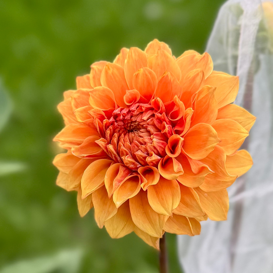 1st Year Seedlings - 2025