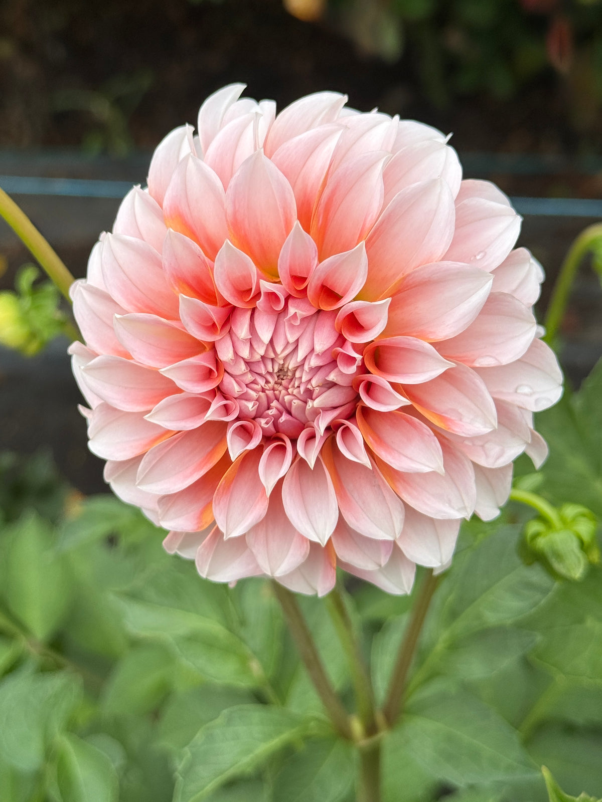 Bell’s Otago