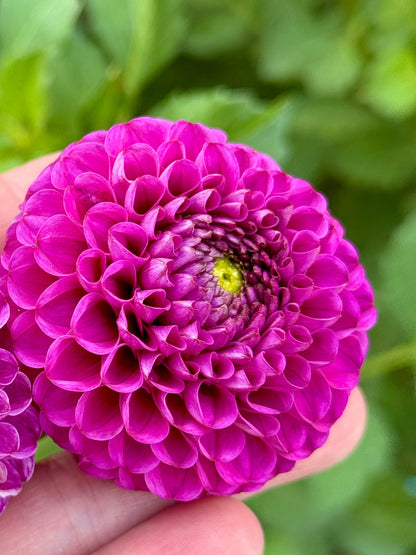 Florelie Hayley