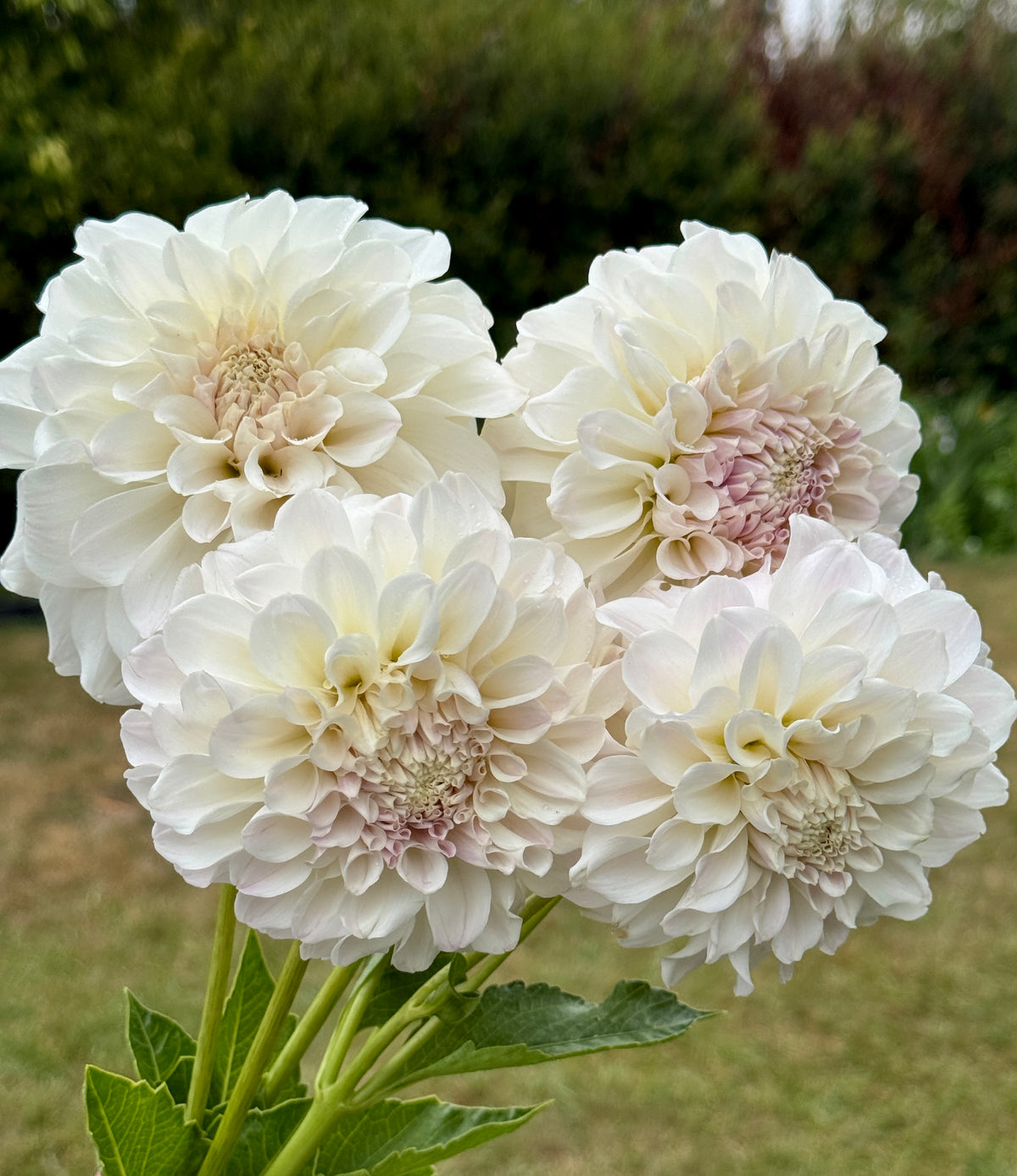 Irish Ruffles