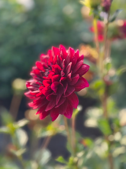 Hollyhill Black Widow