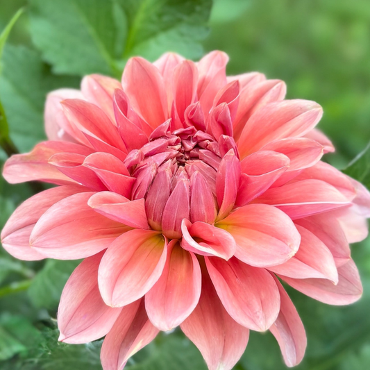 1st Year Seedlings - 2025